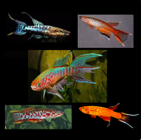 Voorbeeld - kopie - kopie - kopie - kopie